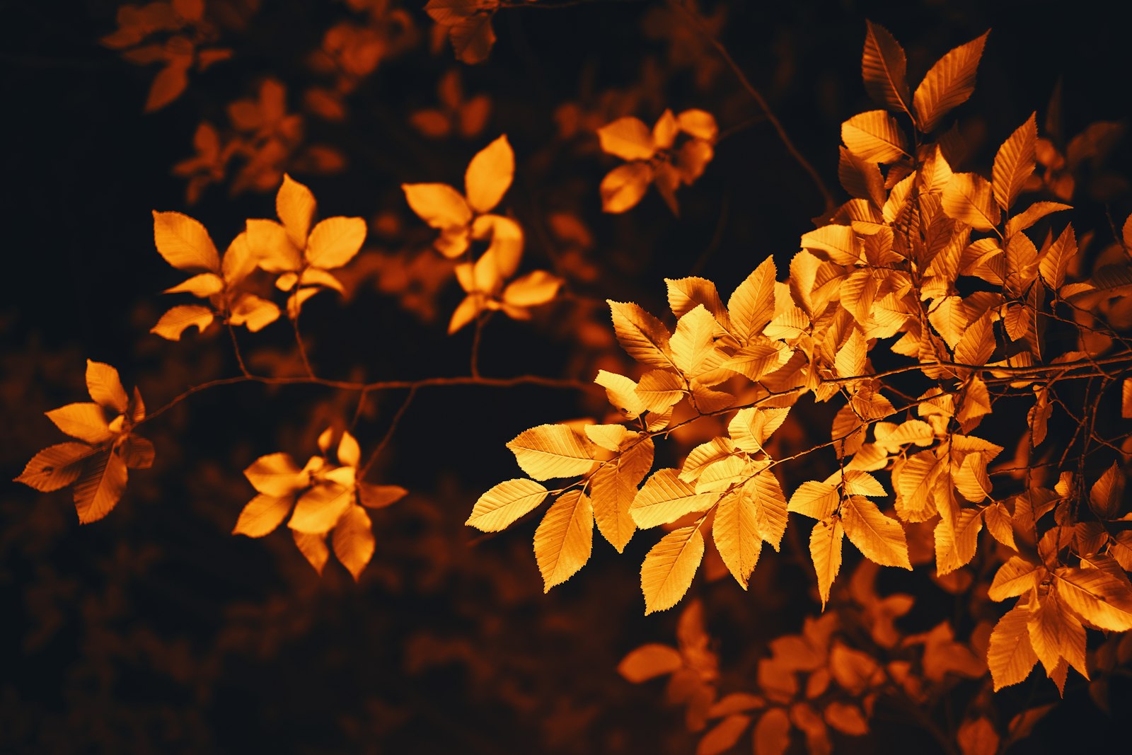 Fujifilm X-T3 + Fujifilm XF 35mm F1.4 R sample photo. Brown leaves photography