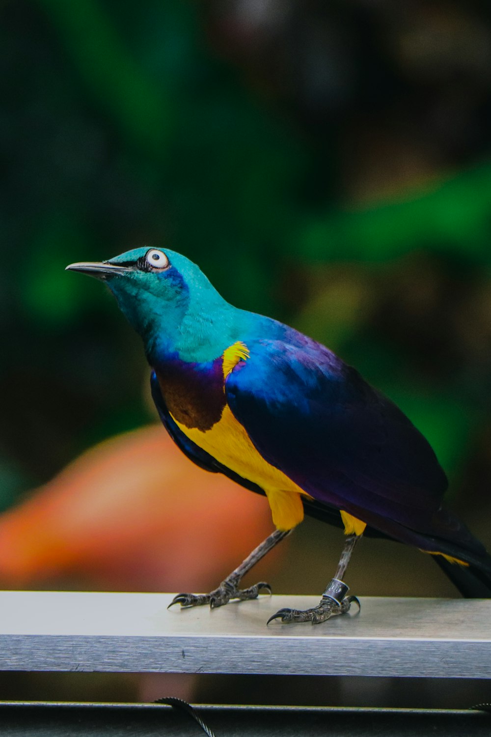 blauer und gelber Vogel