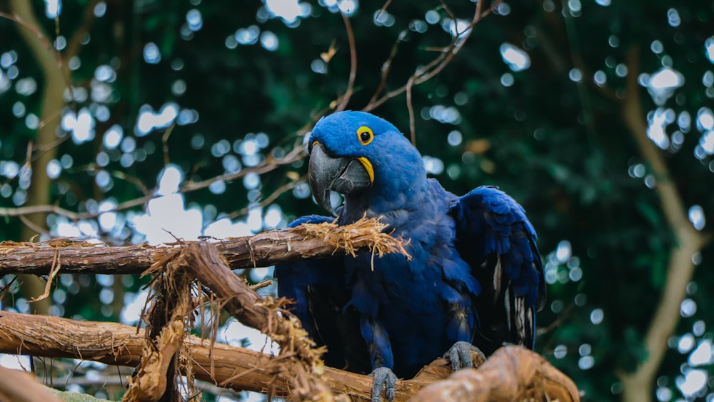 Loro azul