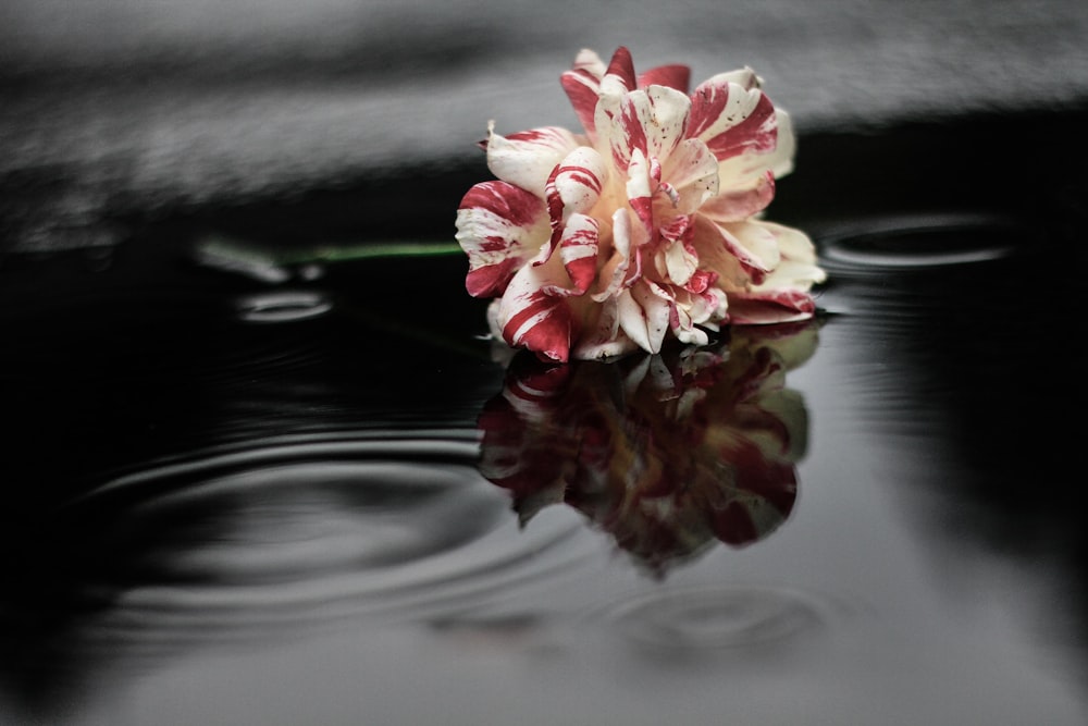 white and red flower on water