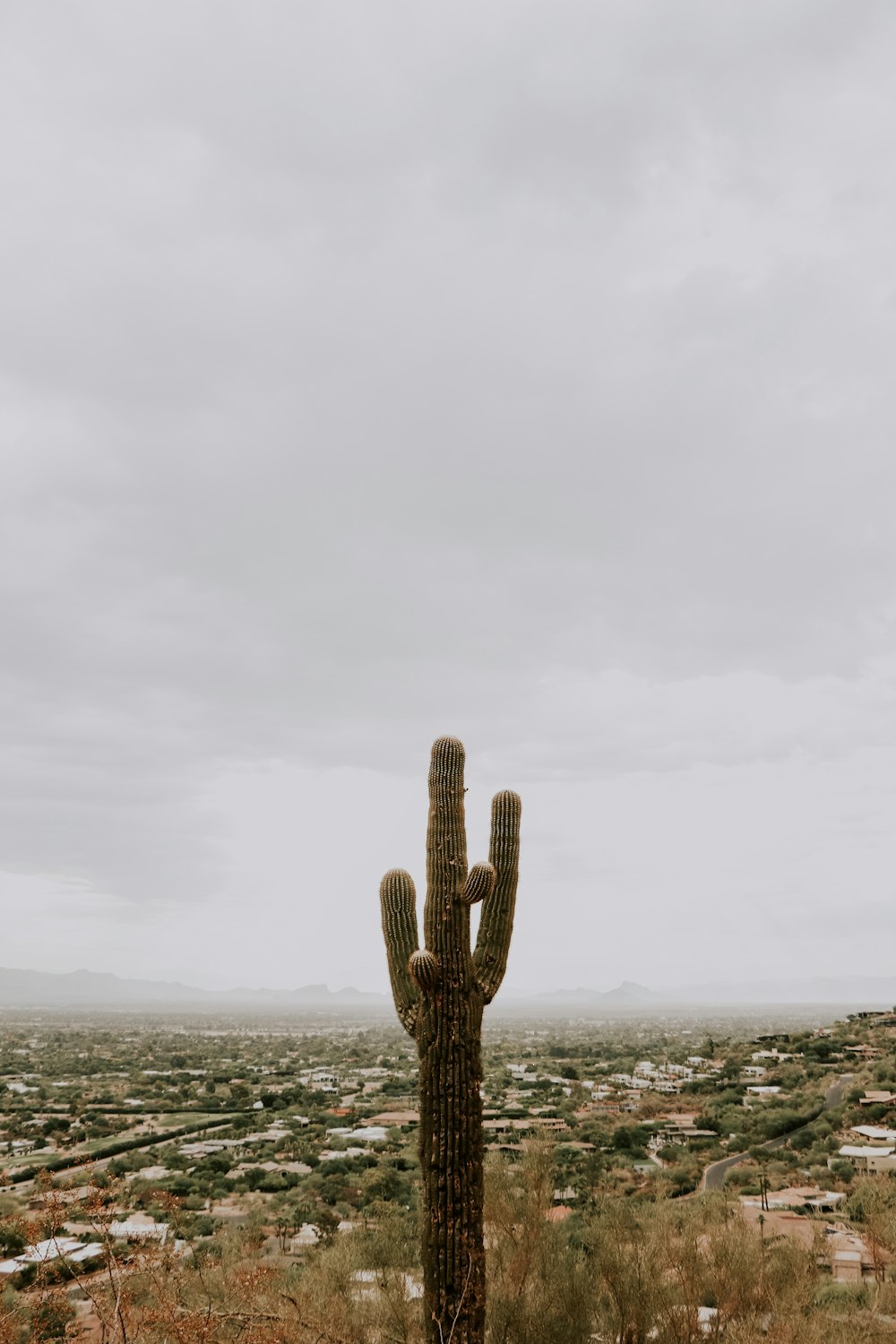 green cactus