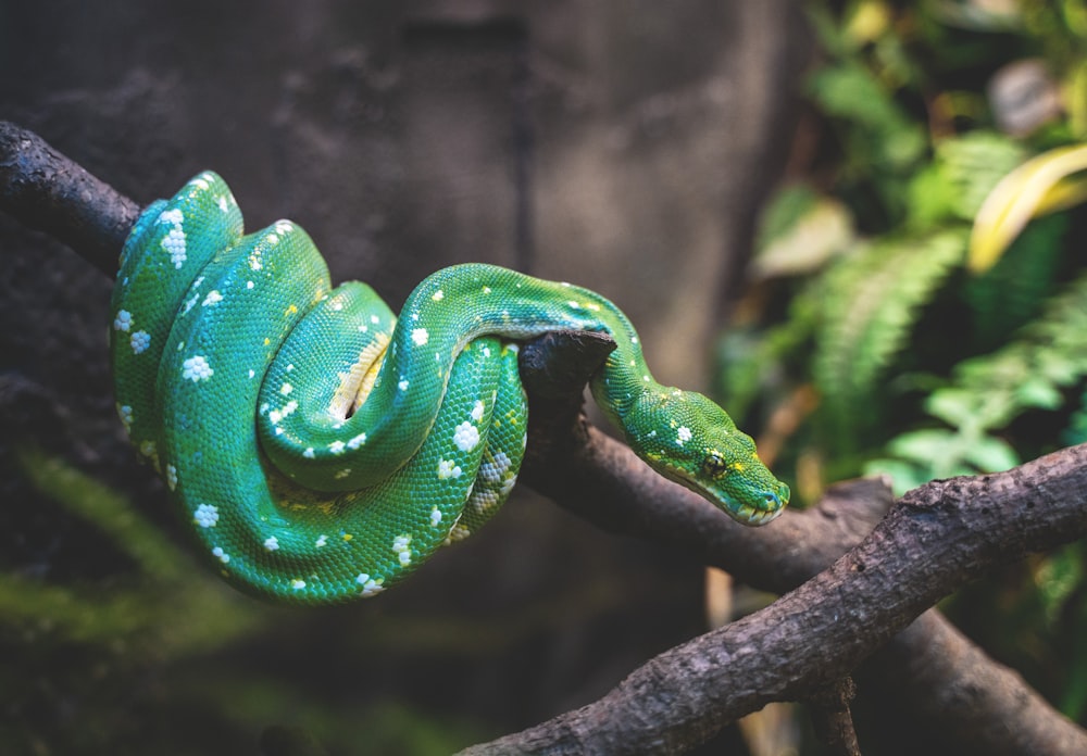 木の枝の上の緑の蛇
