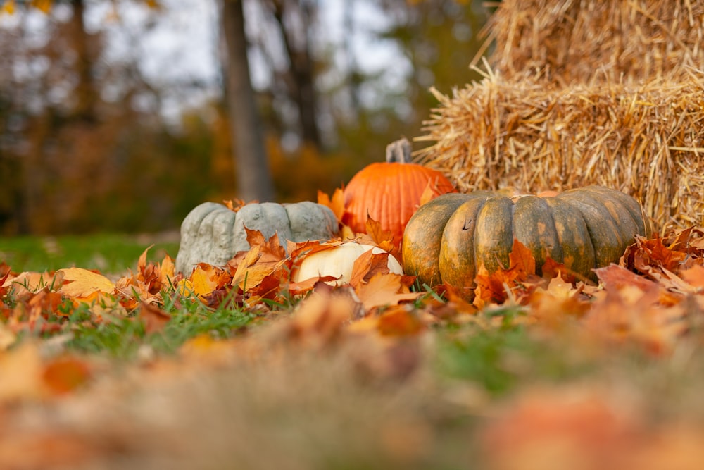 Calabaza cerca de Hey