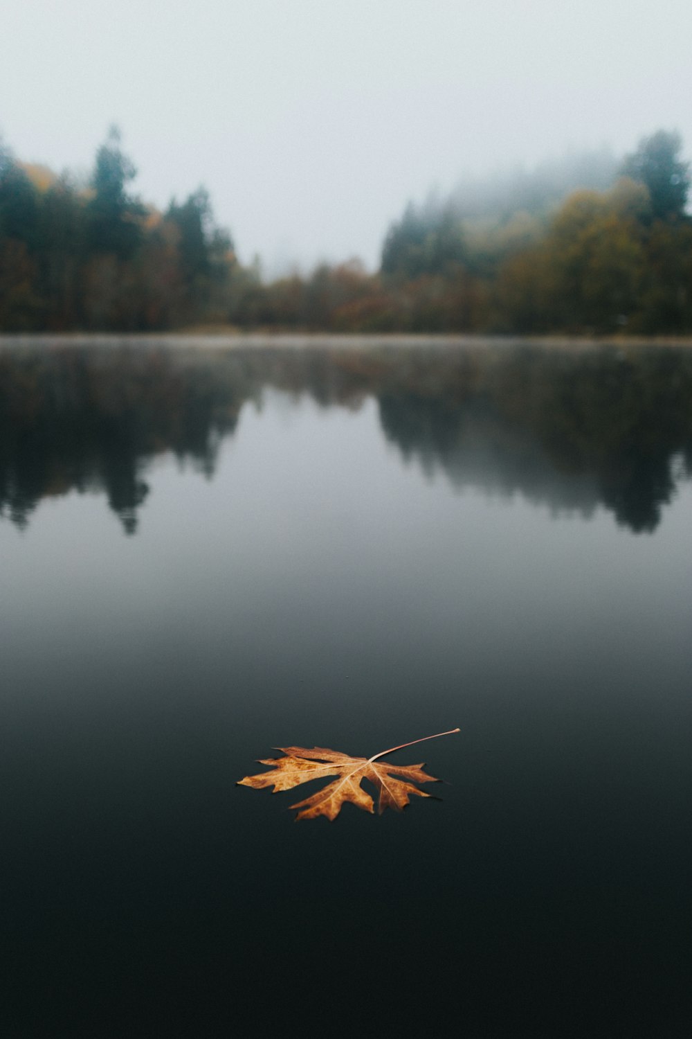 feuille brune sur plan d’eau