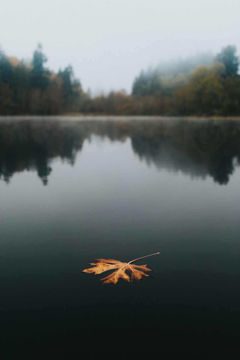 brown leaf on body of water