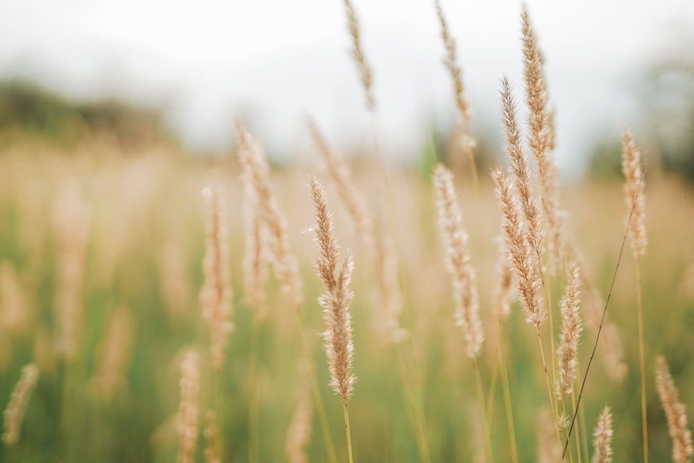 Photographie en gros plan de l’herbe pendant la journée