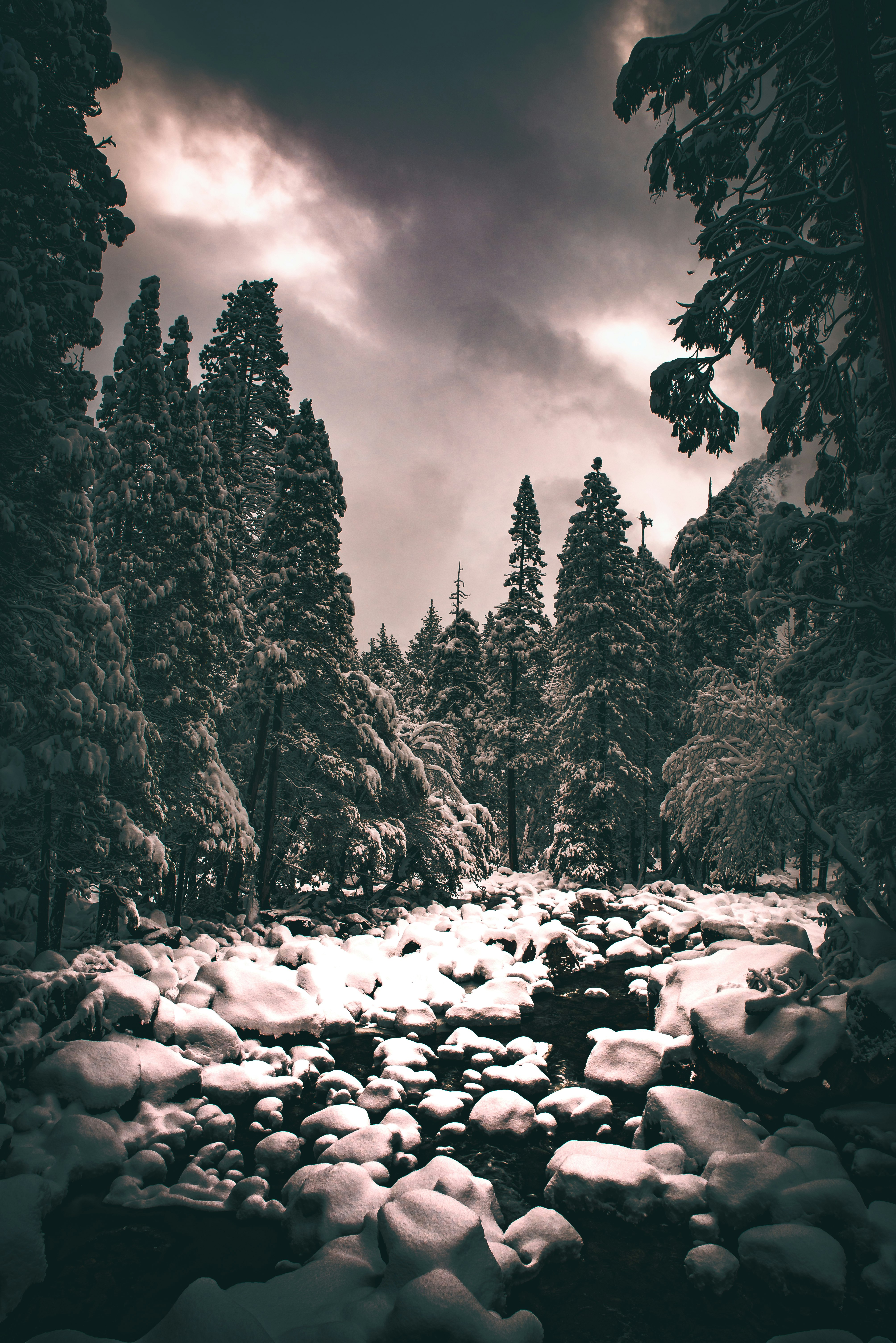 trees under gray clouds