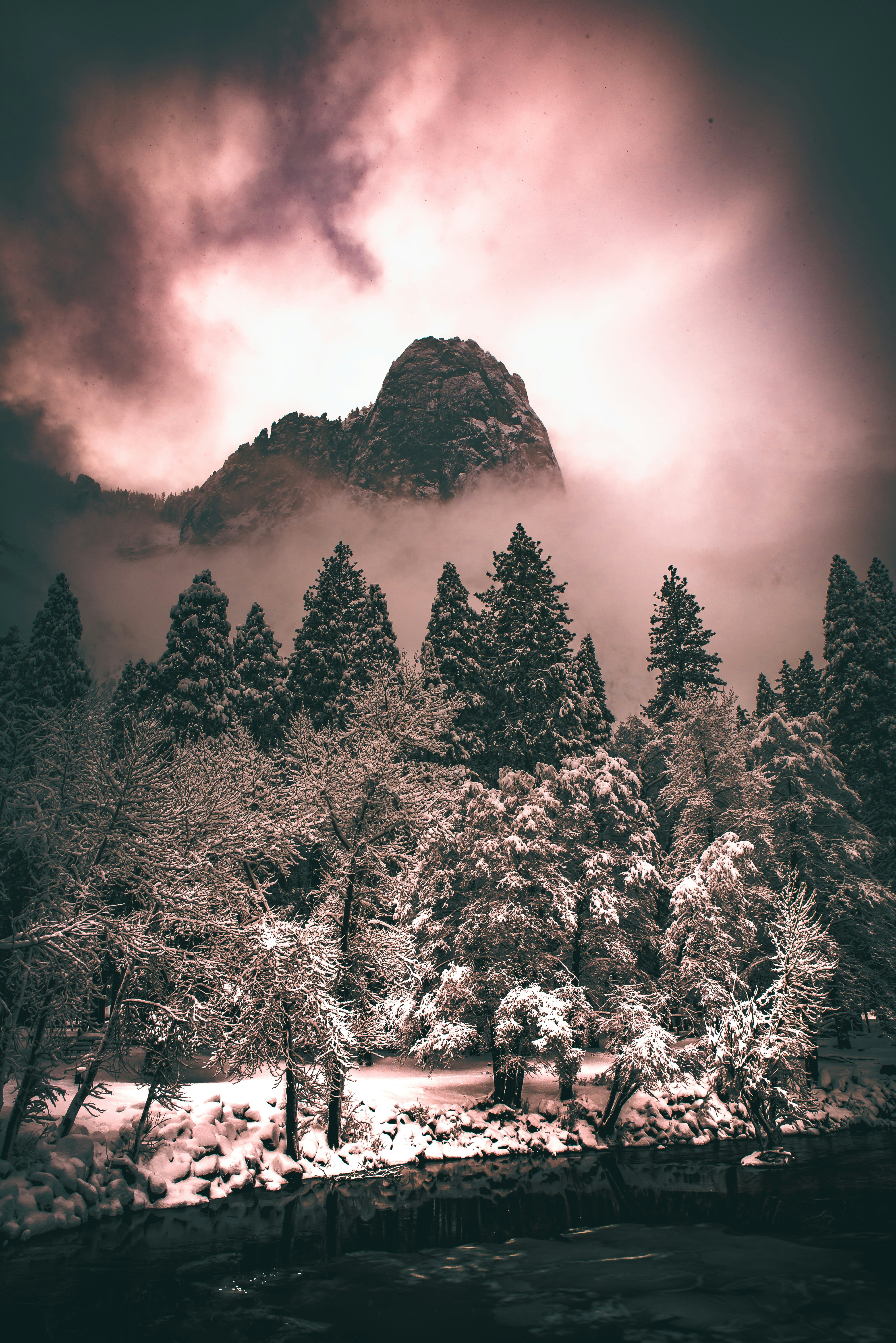 Snow covered trees photo – Free Forest Image on Unsplash