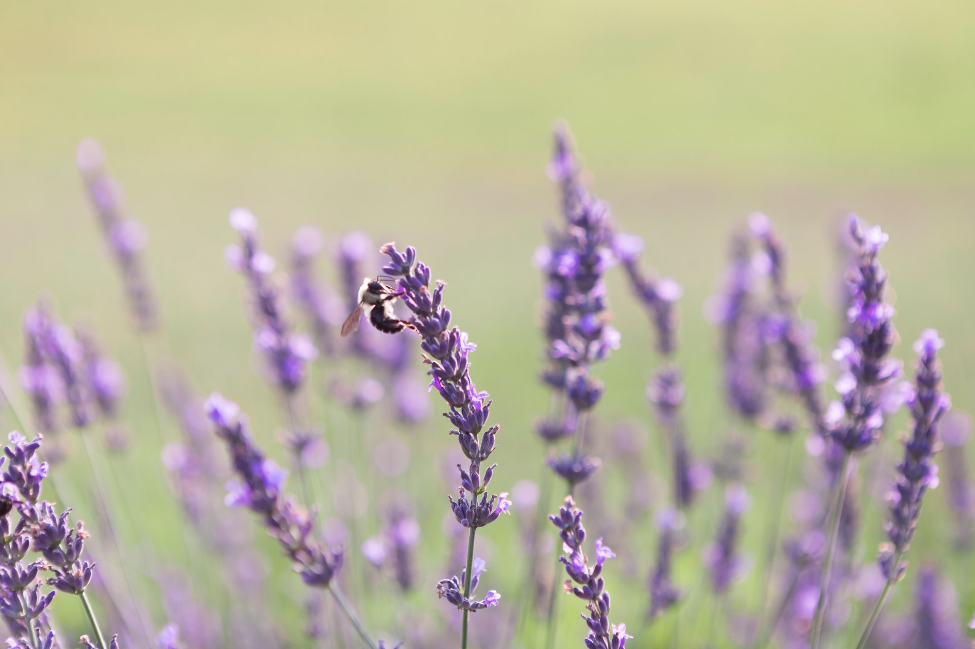 A honey bee pollinating a purple lavender flower | Check out my blog: matthewtrader.com/unsplash