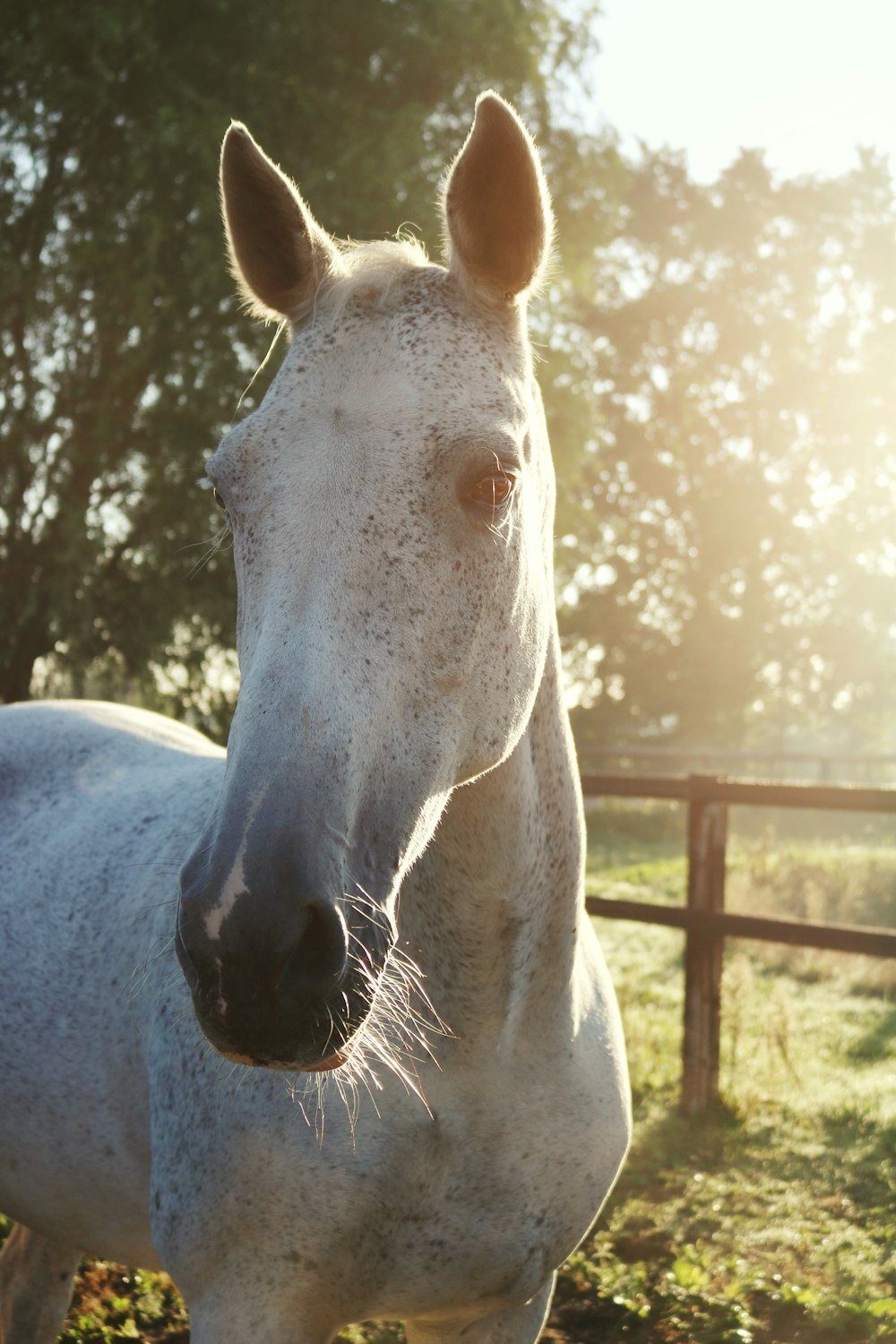 white horse