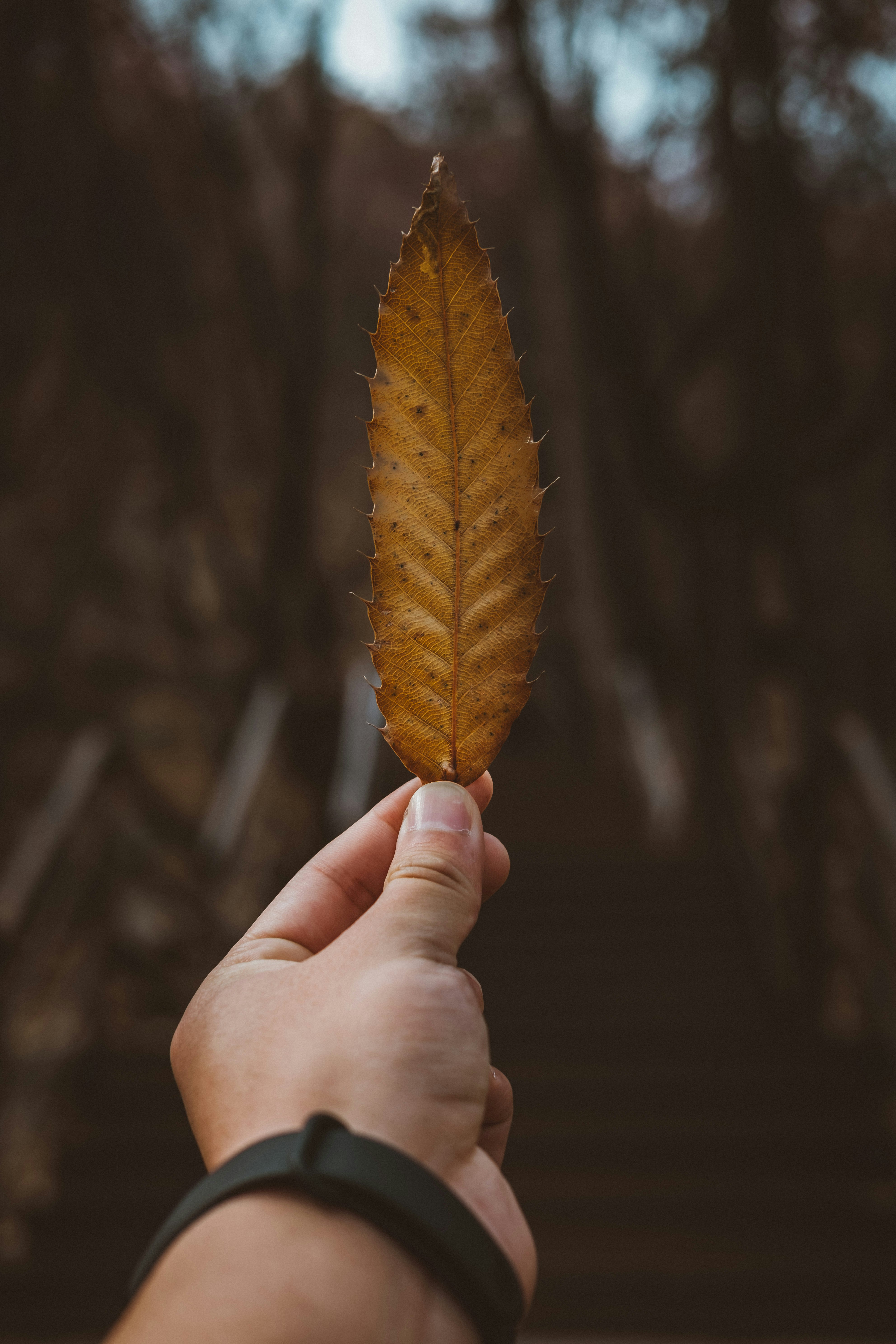 person holding dried leaf