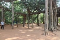 Elders sharing stories under the shade of a large banyan tree