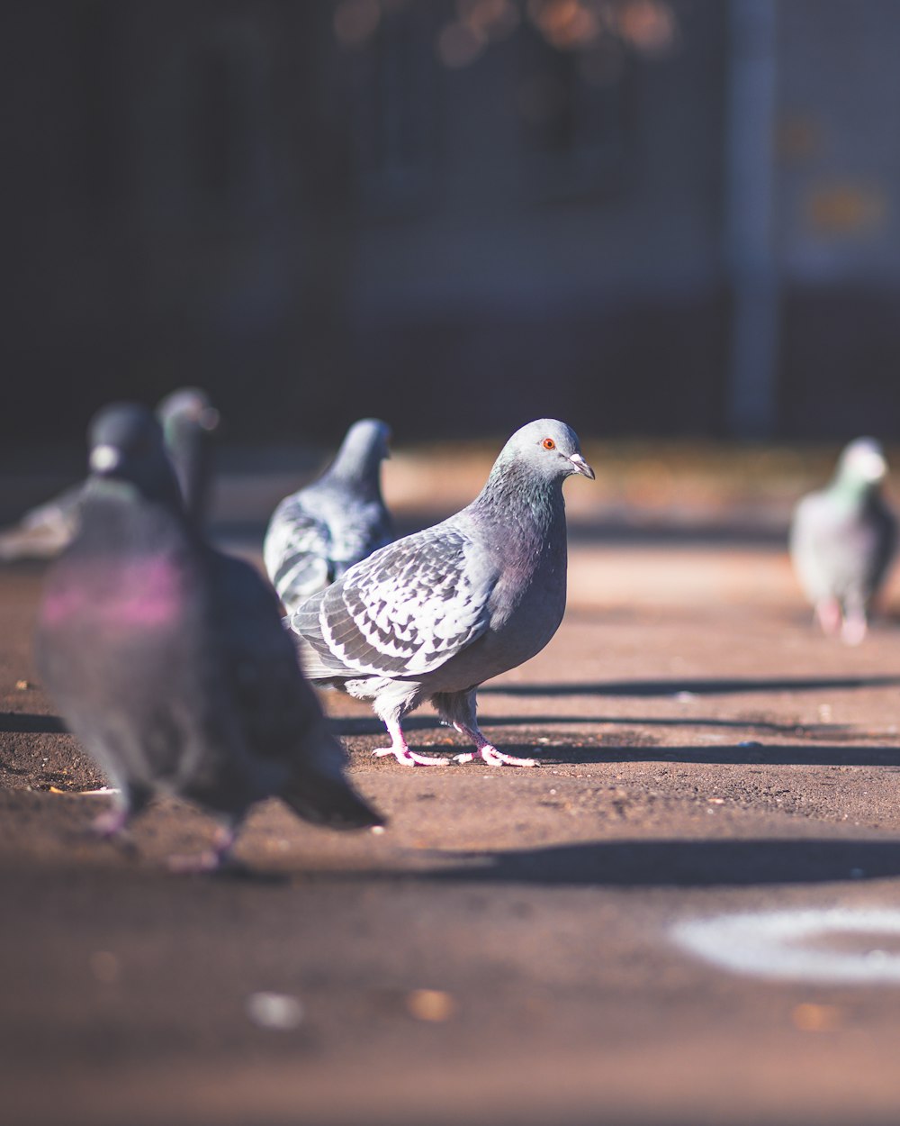 five gray rock pigeons on ground