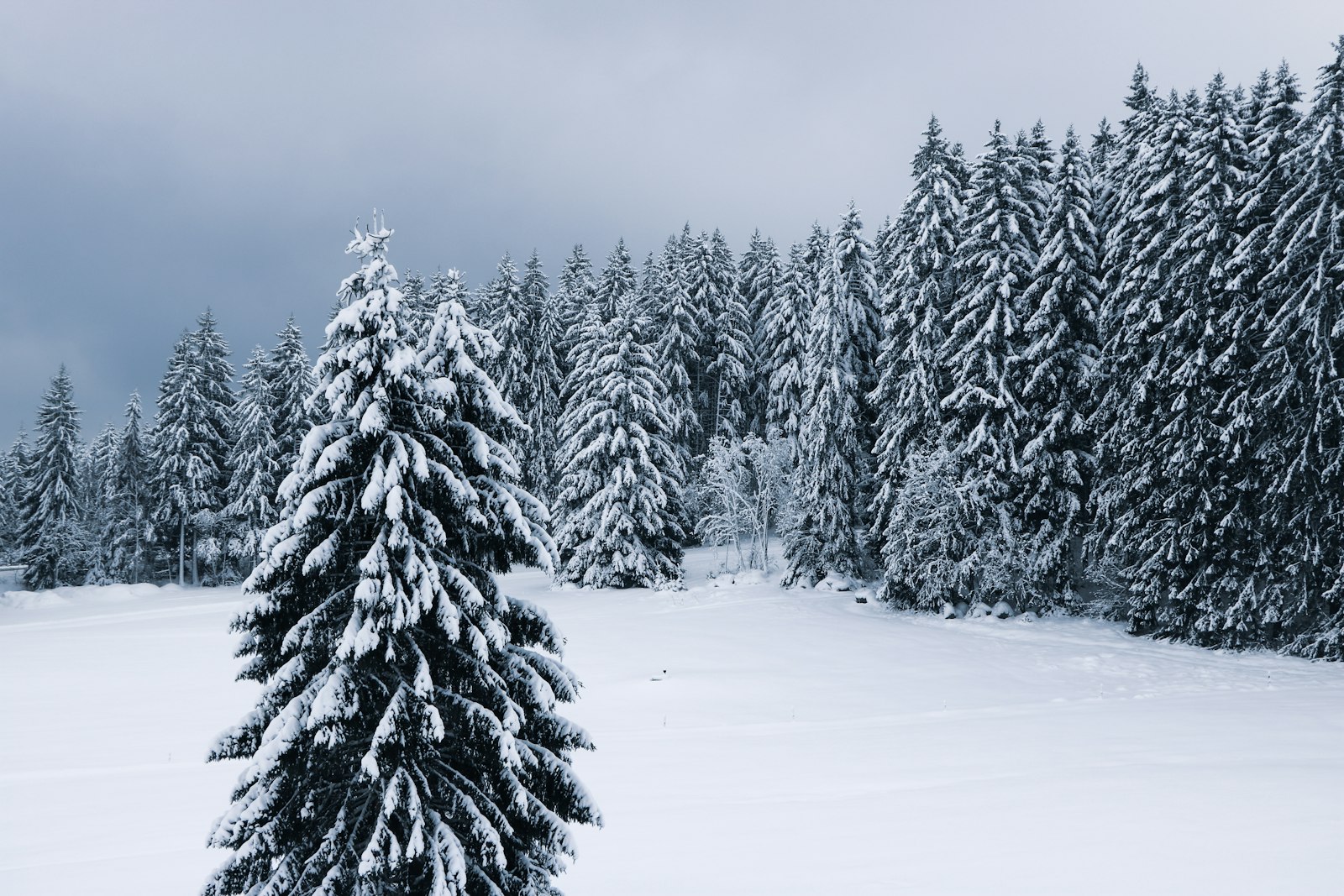 Canon EOS 750D (EOS Rebel T6i / EOS Kiss X8i) + Canon EF-S 18-135mm F3.5-5.6 IS STM sample photo. Trees filled of snow photography