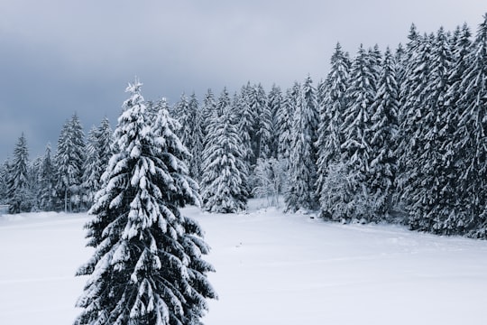 trees filled of snow during daytime in Triberg Germany