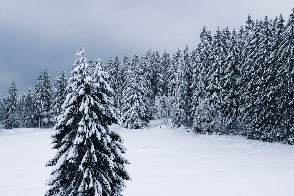 trees filled of snow during daytime