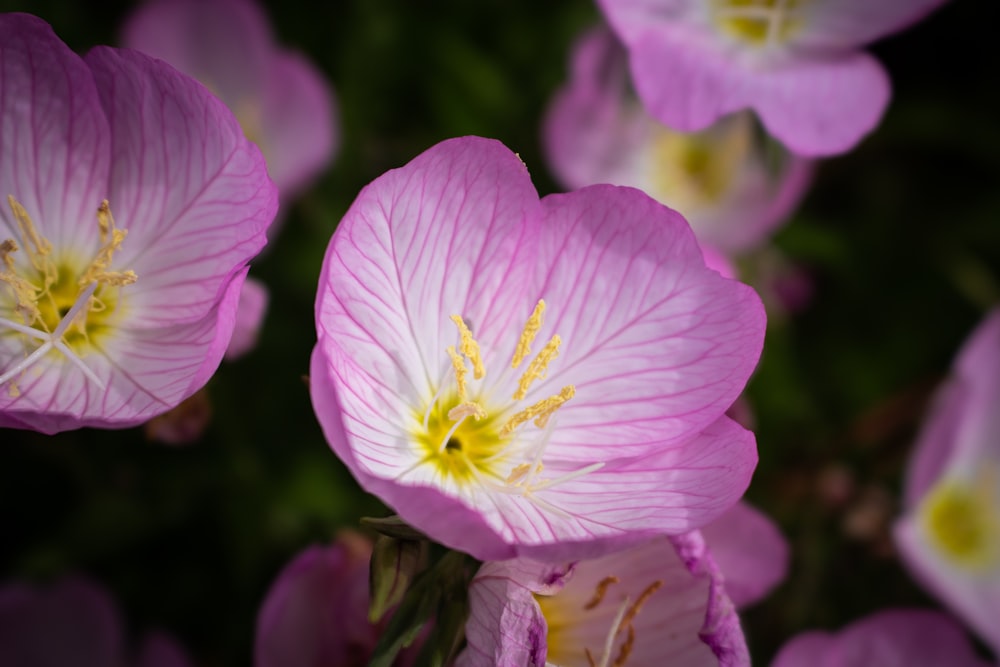 pink evening primrose flower in selective focus photography
