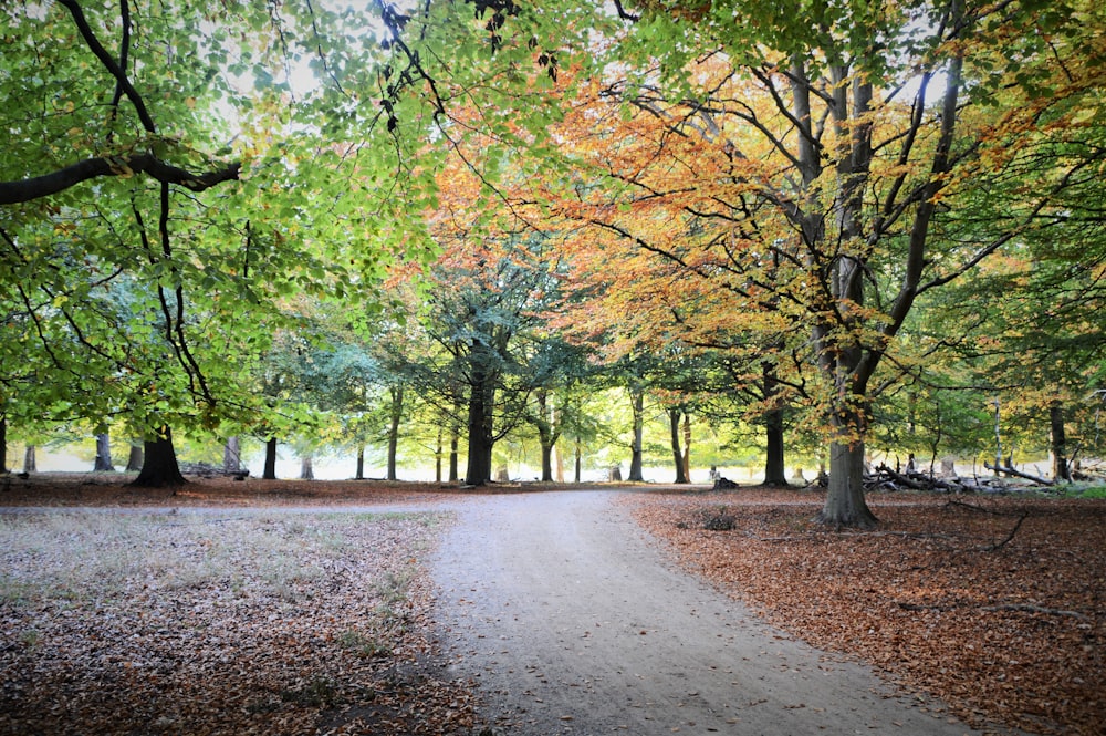 green trees during daytime