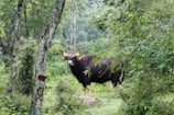 A large wild bison stands amidst dense and lush green foliage, surrounded by tall trees in a forest setting. The animal’s large horns and muscular build are prominent as it gazes directly at the viewer. The forest is rich with greenery, providing a natural habitat background.