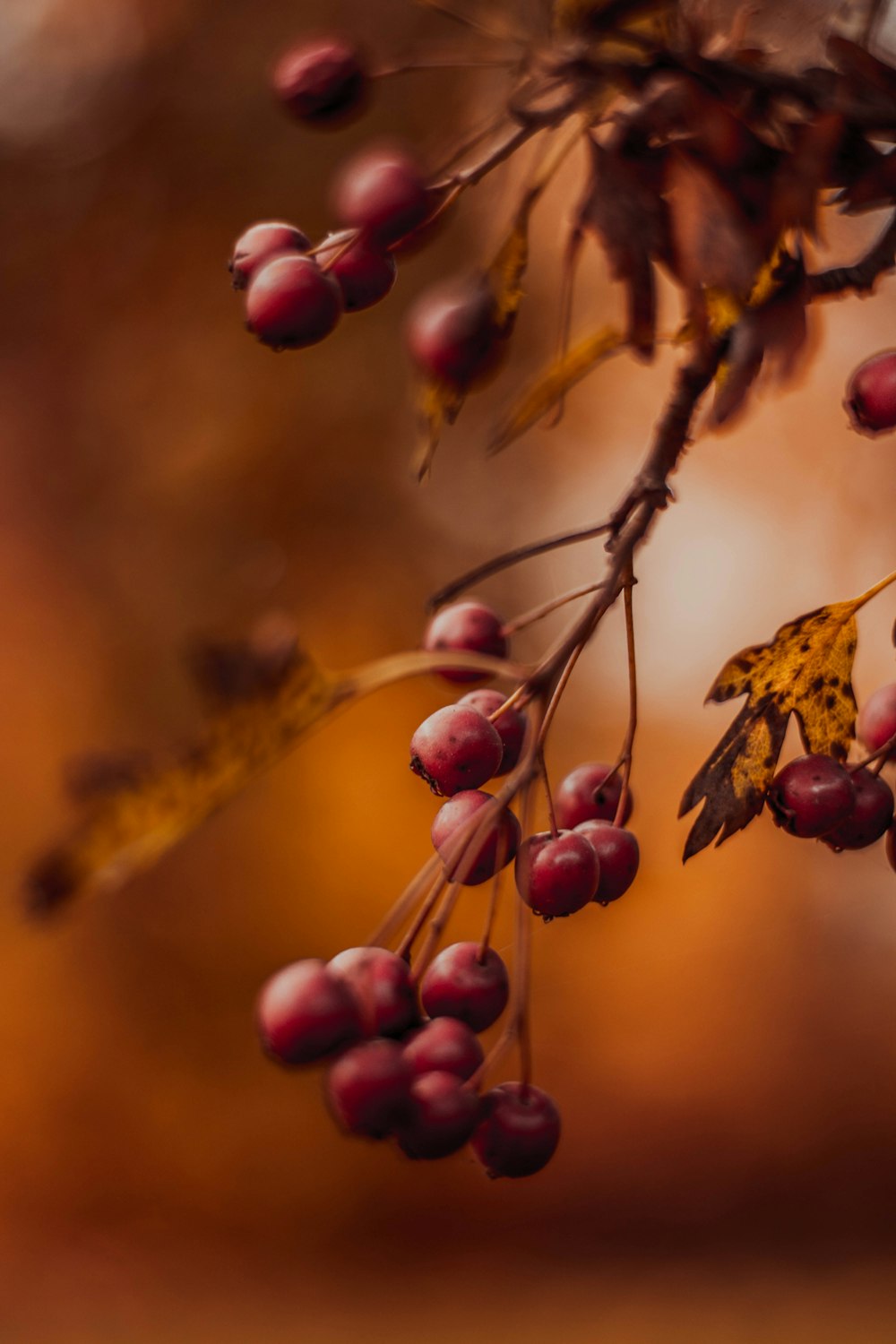 close-up photography of red cherries