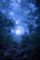 A foggy forest path with eerie purple and blue hues creating a mystical atmosphere.
