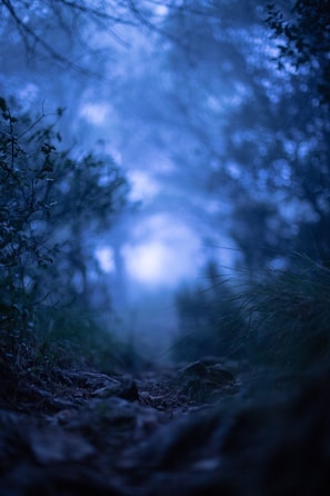A shadowy forest path illuminated by a faint blue light, evoking mystery.