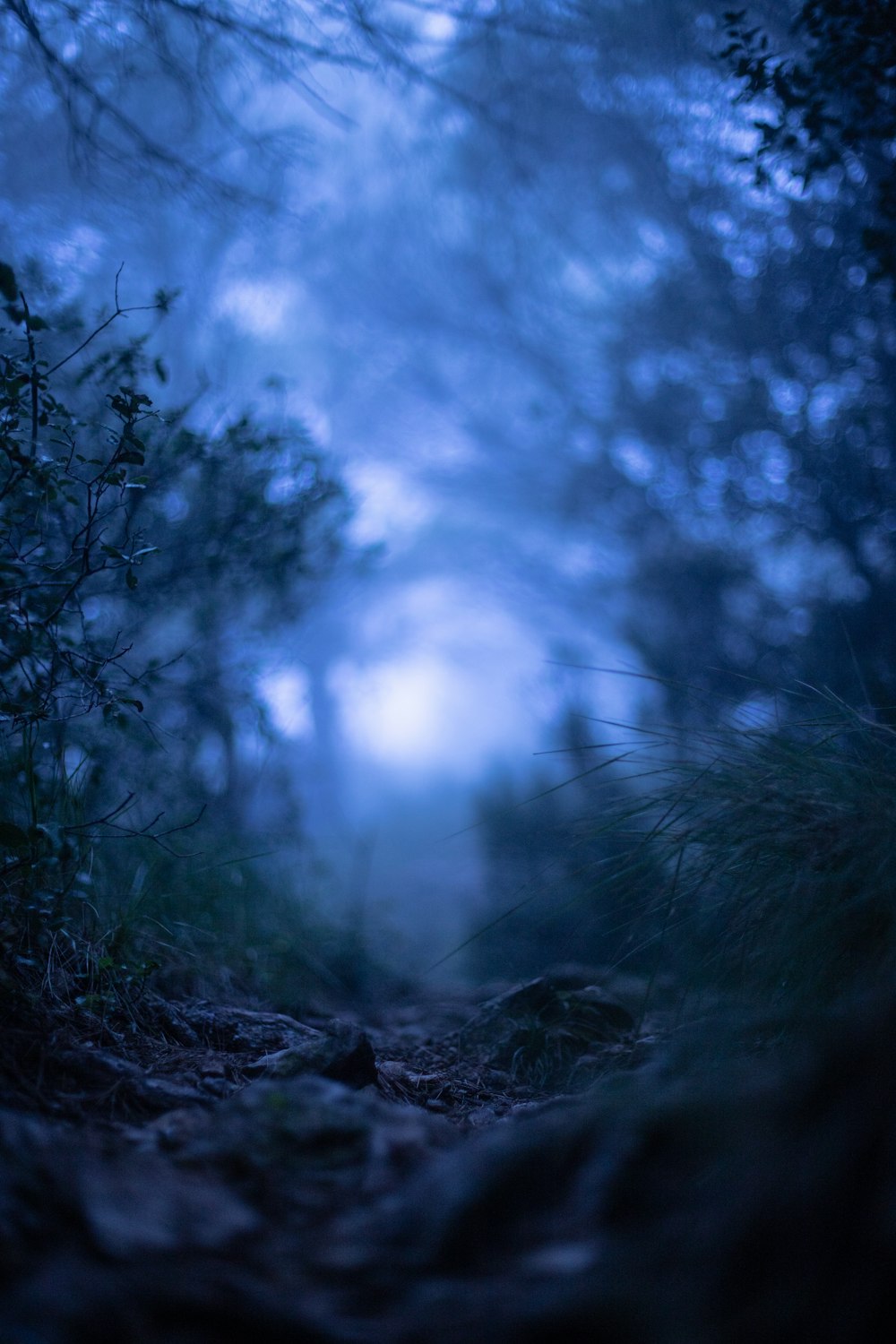 Una foto sfocata di un sentiero nel bosco