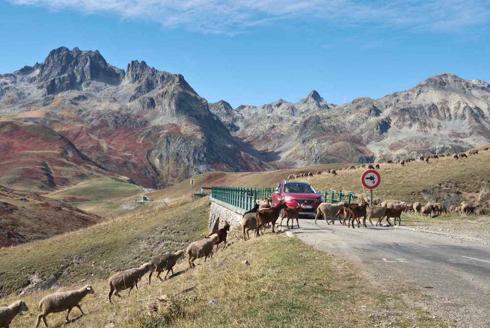 sheeps crossing road near red SUV