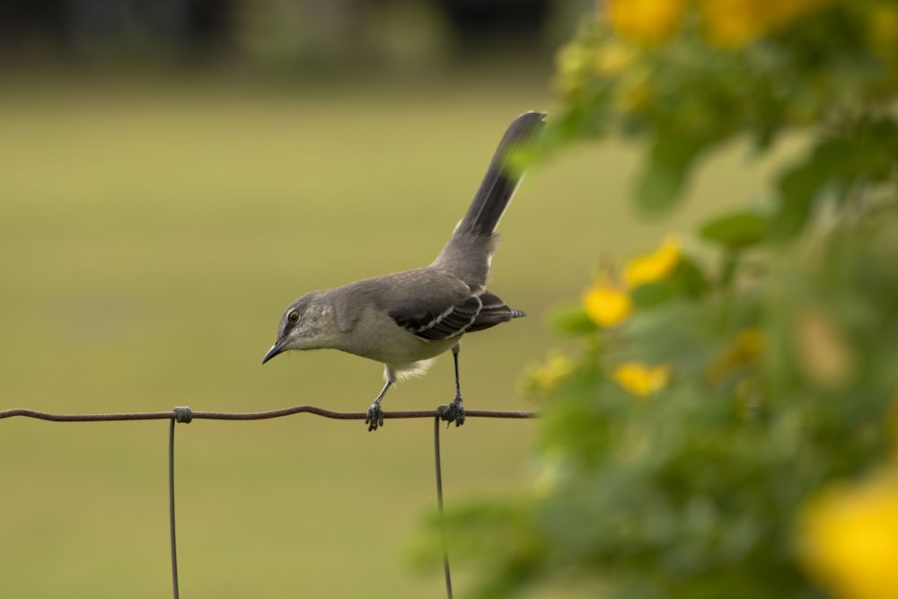 pájaro que se posa en la cerca cerca de la flor