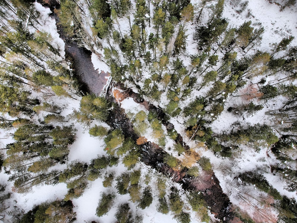 aerial view of green trees