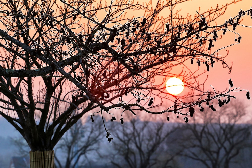 the sun is setting behind a bare tree