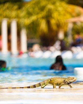 selective-focus photography of iguana near swimming pool