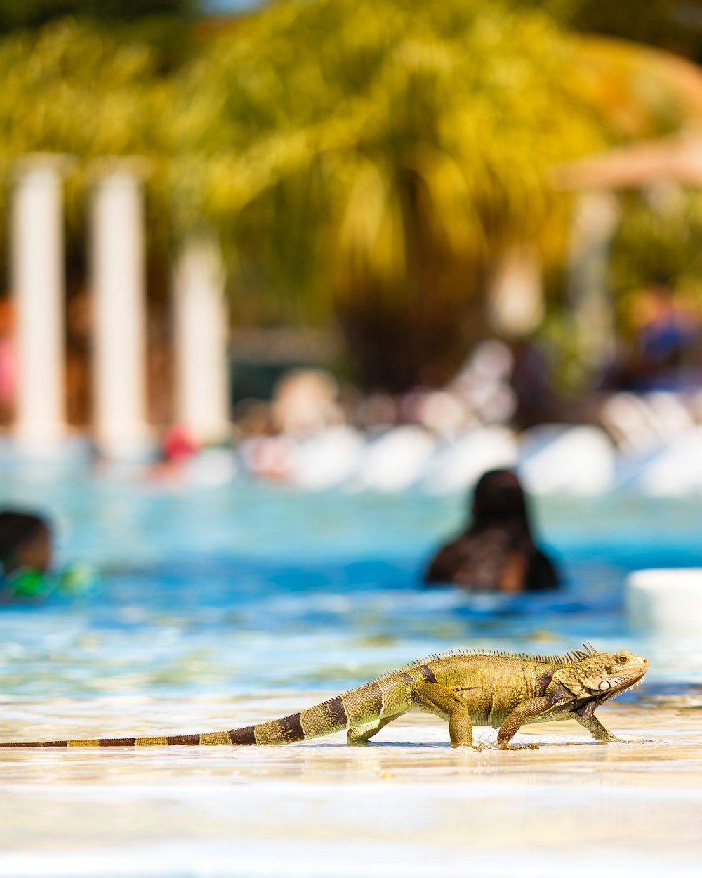 selective-focus photography of iguana near swimming pool