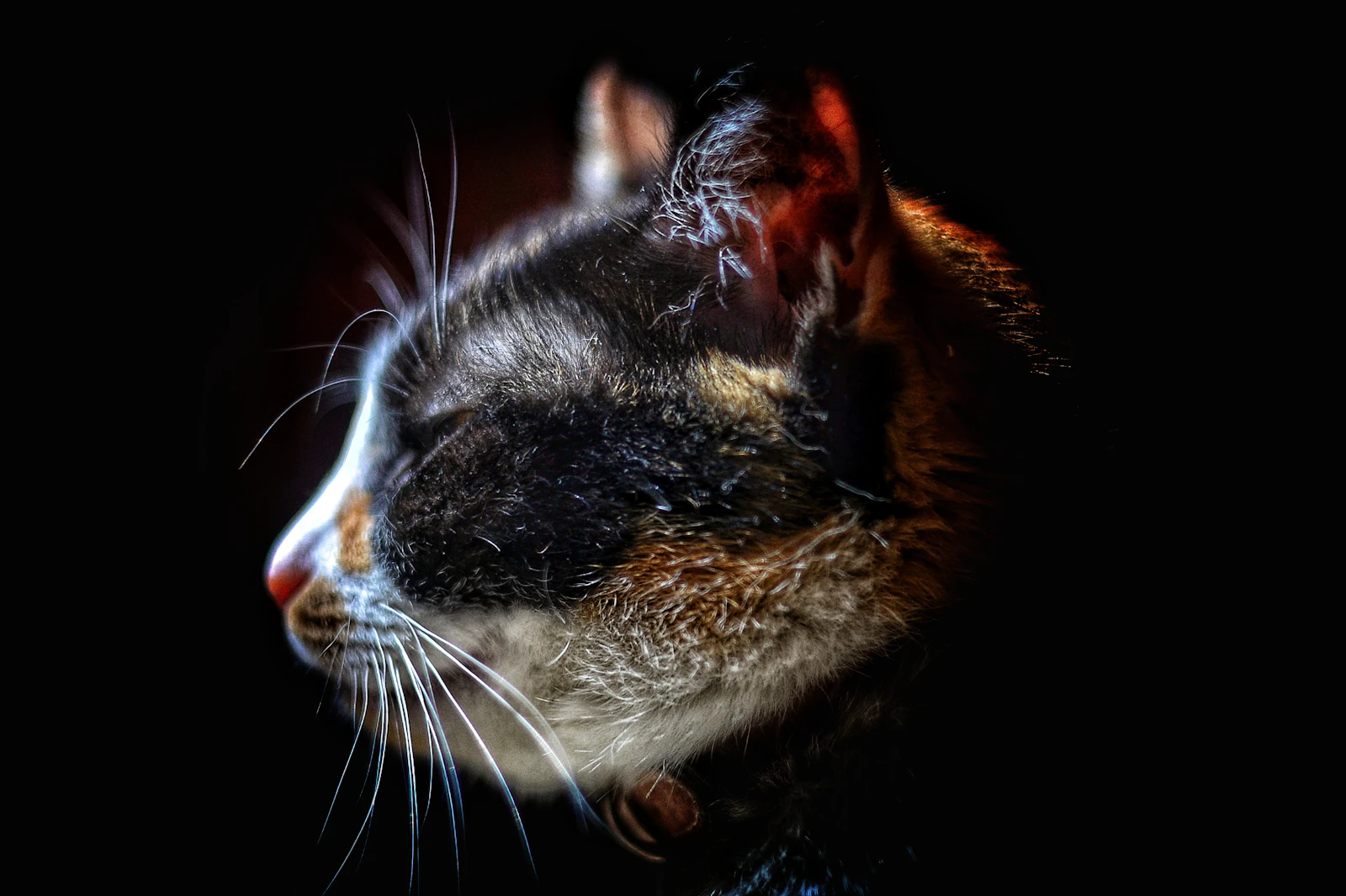 Scientists Solve a Century-Old Cat Kidney Mystery With a Urine 'Business Card'