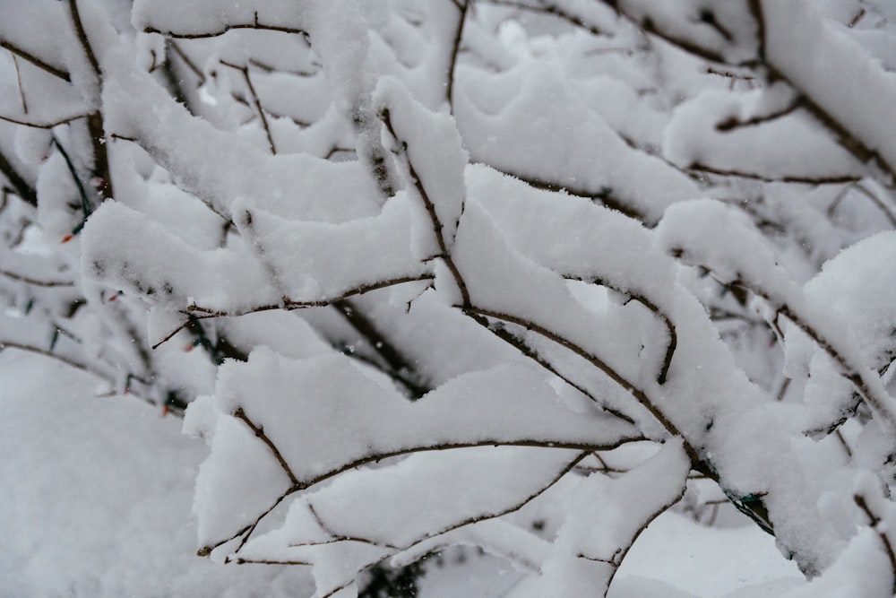 albero con le nevi