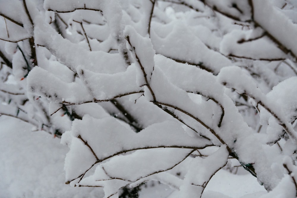 tree with snows