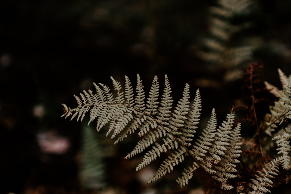 shallow focus of fern plant