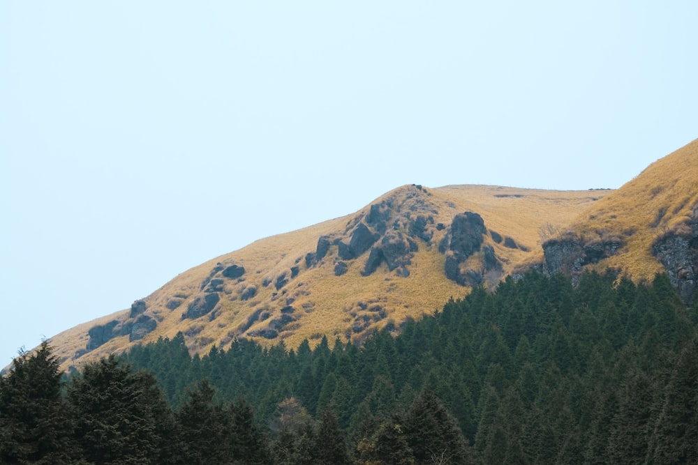 green-leafed trees near mountain during daytime