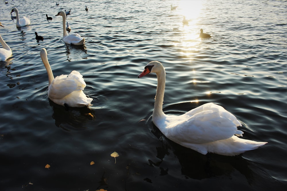 swans on water during daytime