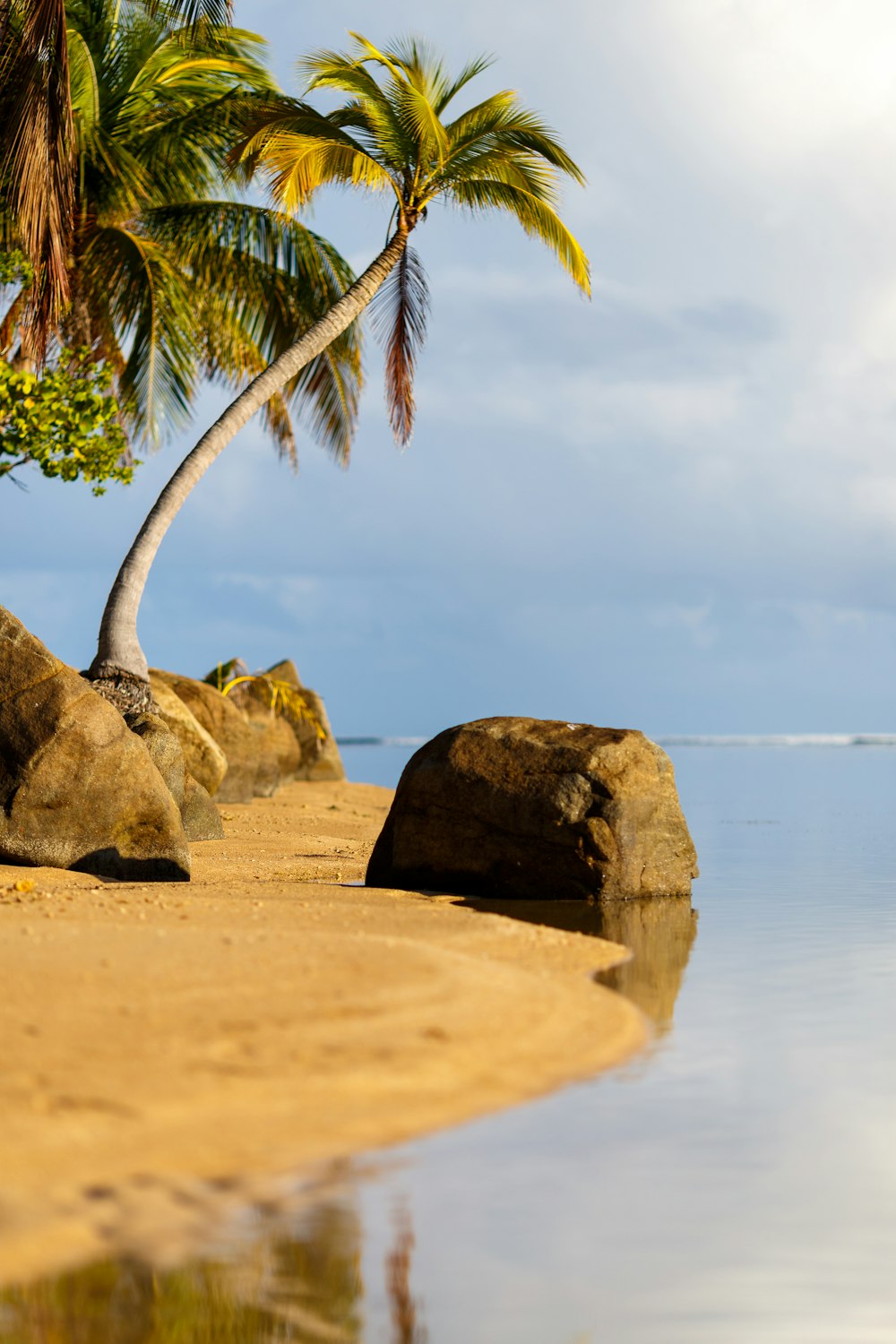 a palm tree on a beach with rocks and water