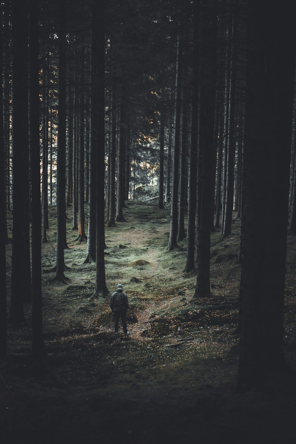 person standing beside trees