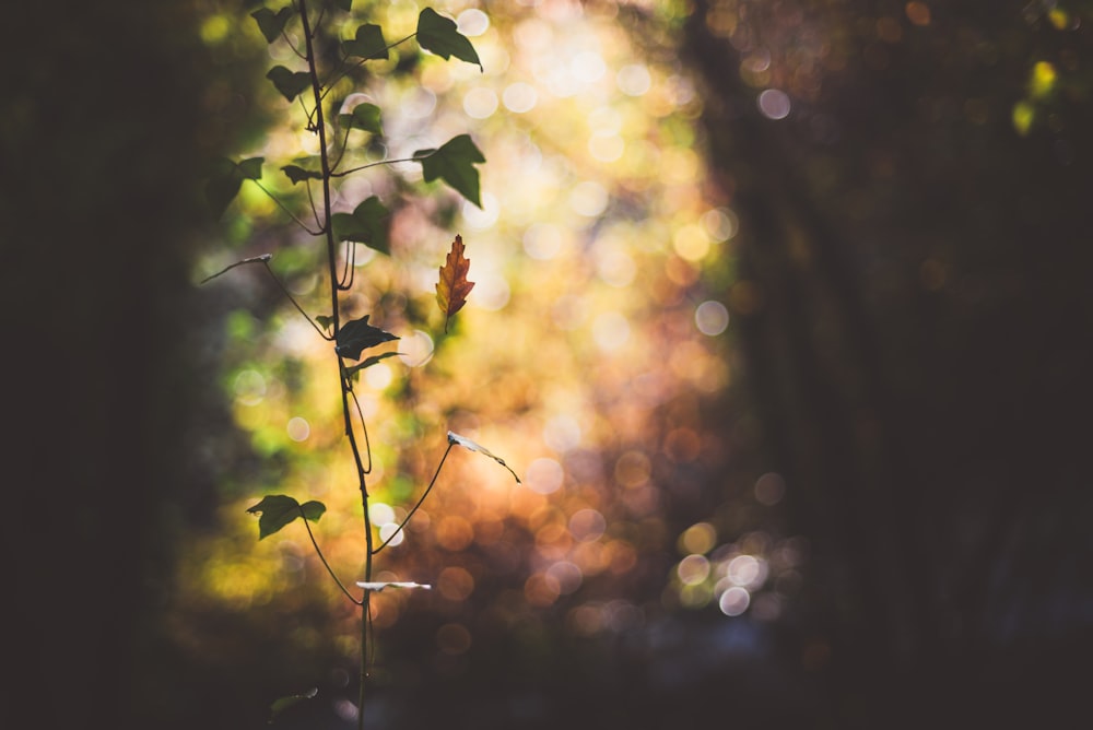 selective focus photography of leaf forest