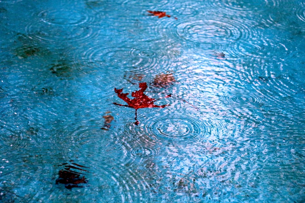 leaf floating on body of water