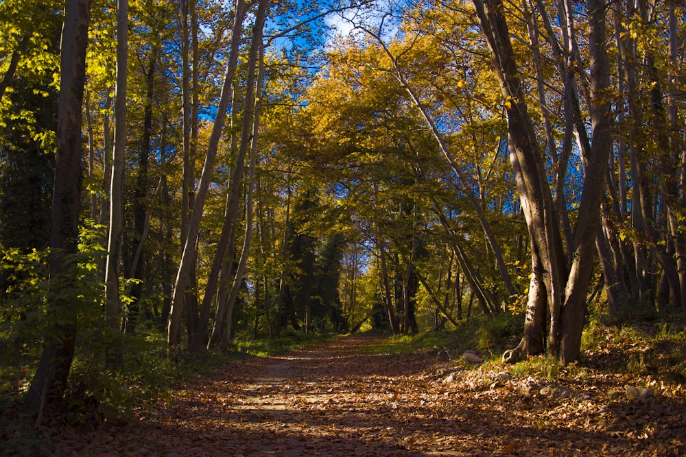 dry leaves on ground surround with trees