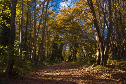 dry leaves on ground surround with trees in Pieria Greece