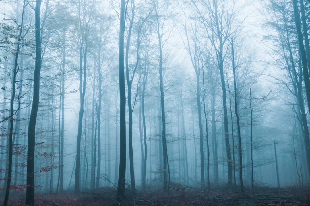 Forest photo spot Frankfurt Rüsselsheim