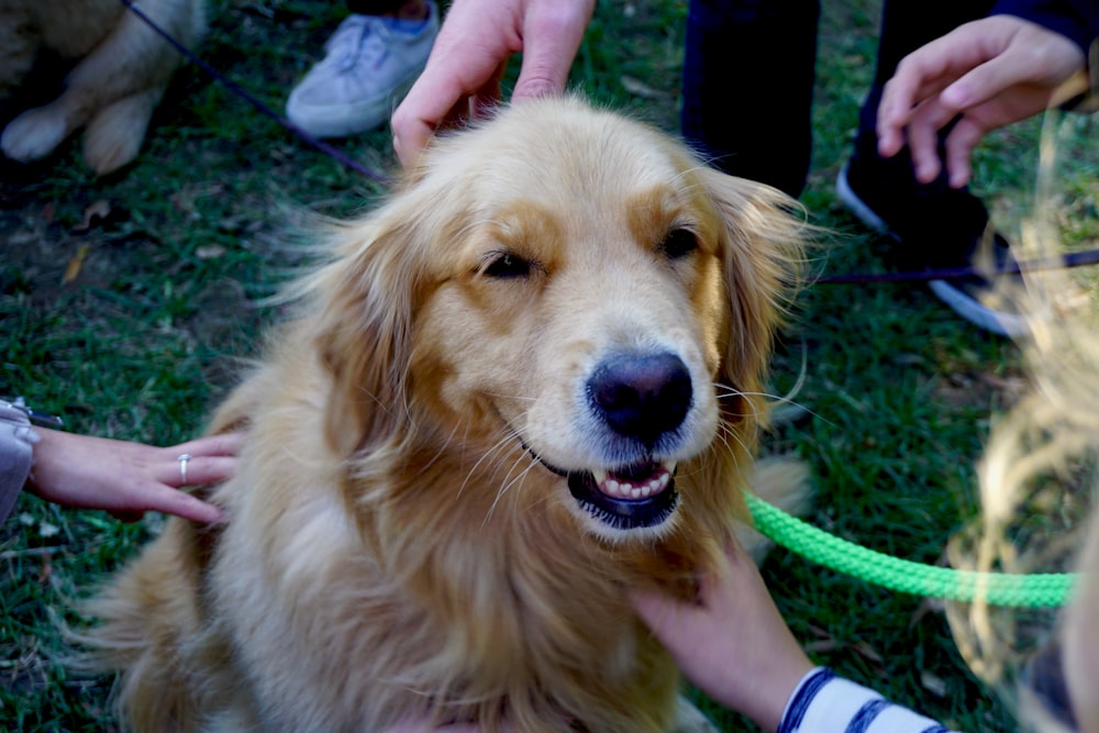 person touching long-coated brown dog