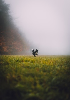 K-SCOOPS.com | Healthy Habits - Parasite Patrol: Keeping Your Pet Safe from Fleas, Ticks, and Worms