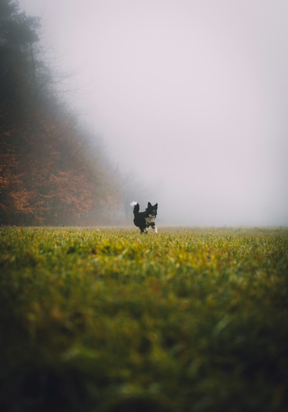 Un perro corriendo por un campo de niebla