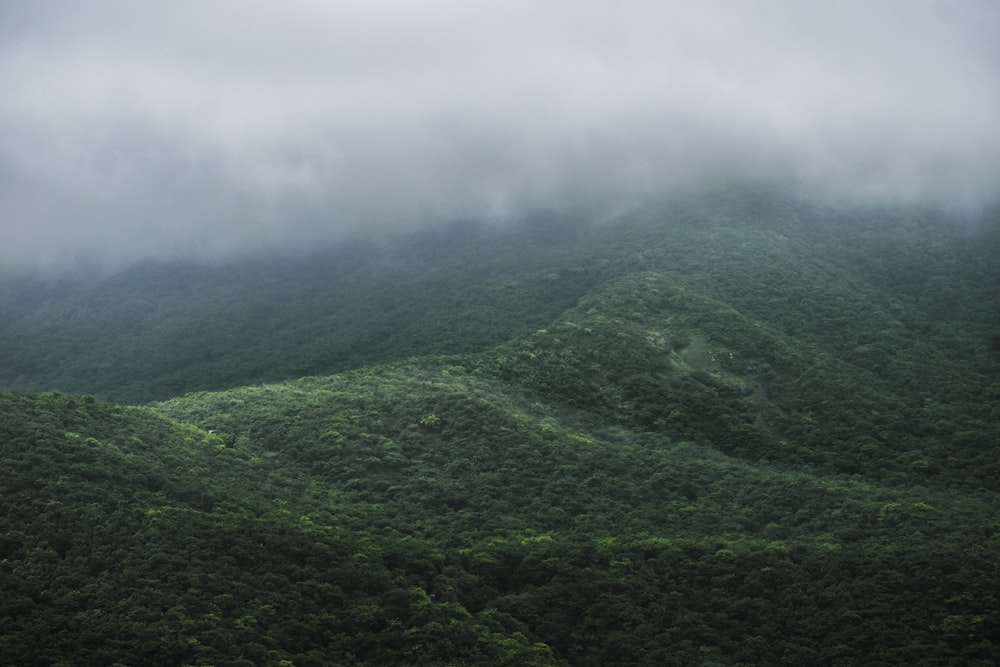 aerial photography of mountain with trees